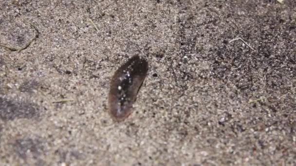 Islak kumda sürünen sümüklü böcek — Stok video