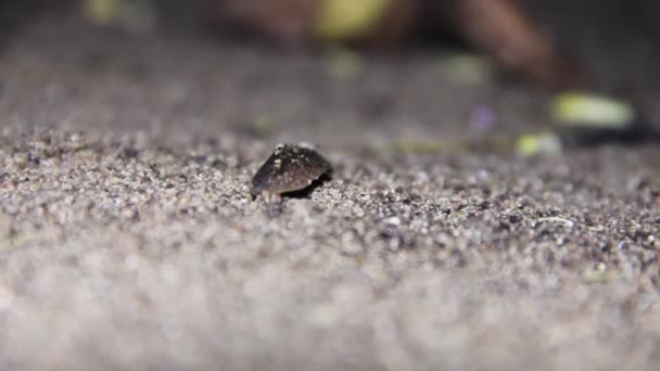 Limace rampant sur sable mouillé — Video