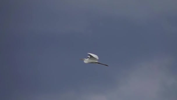 Летающая цапля на фоне голубого неба — стоковое видео