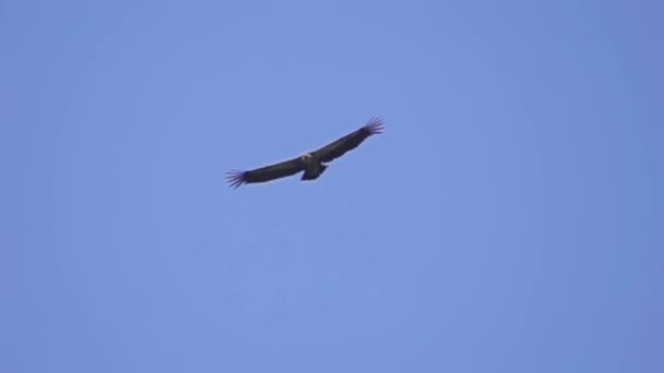 Gänsegeier schwebt am Himmel — Stockvideo