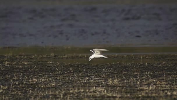 Mediterrâneo gaivota busca de alimentos — Vídeo de Stock