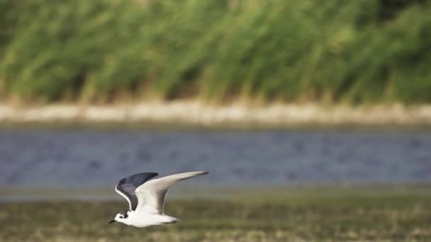 Young Black-headed gull fly-search — Vídeo de Stock