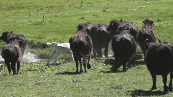 アジア系の毛皮の山の水牛の群れがパニック状態で川を渡って実行されます。黒い動物の中にはアルビノの子牛がいる — ストック動画