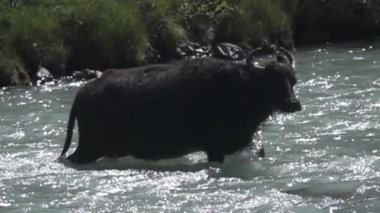 Shaggy Mountain Buffalo nehirleri korkusuzca zorluyor.