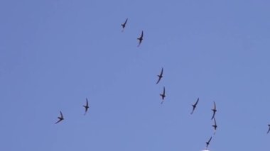 Yaygın süratin hızlı uçuşu