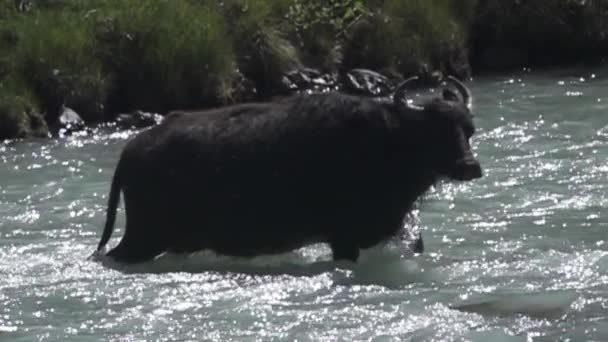 Shaggy βουνό Buffalo δυνάμεις ταχεία ποτάμι χωρίς φόβο — Αρχείο Βίντεο