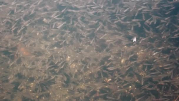 Dense schools of anchovy fish — Stock Video