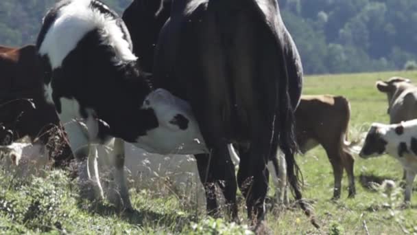 Jeune taureau caché sa tête à l'ombre sous le ventre de sa mère — Video