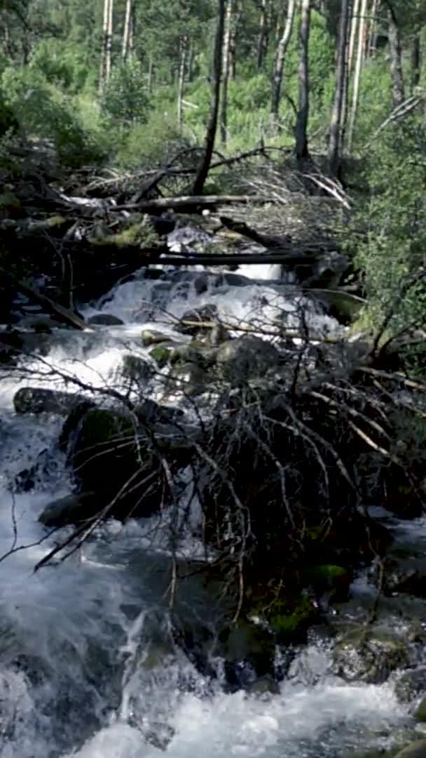 Штормова річка в гірському лісі — стокове відео
