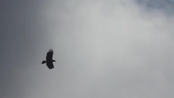 Moscas da águia-de-cauda-branca — Vídeo de Stock
