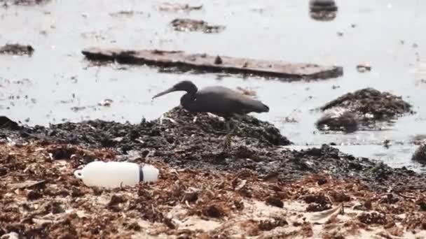 Восточный риф Херон ловит мелких ракообразных на пляже — стоковое видео