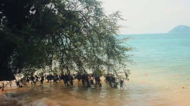 Resterna av träd snår på platsen för mangrove skog — Stockvideo