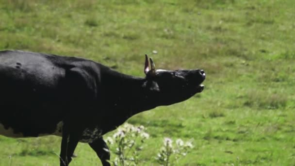 Vaca rugiente, bramido — Vídeo de stock