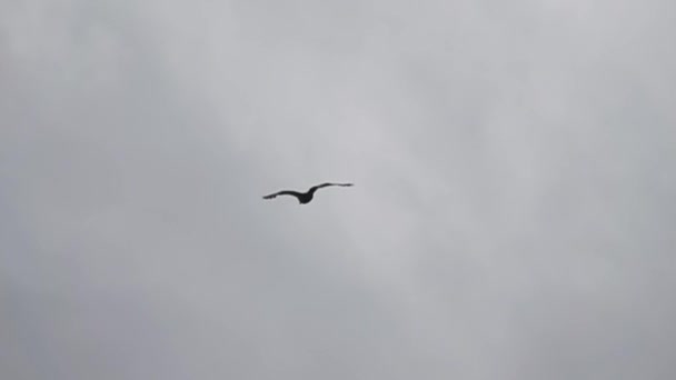 Águila pescadora voladora - águila pescadora — Vídeo de stock
