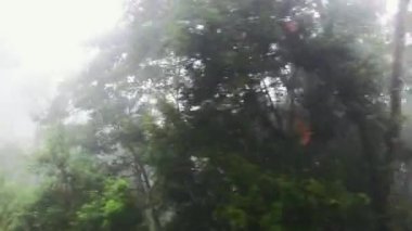 Bulut ormanları Sri Lanka siste