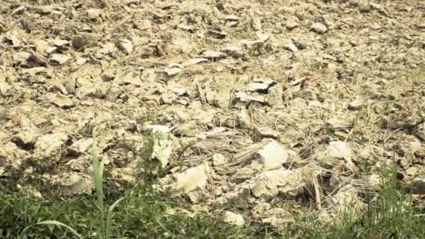 Heavy clay soil, arable land — Stock Video