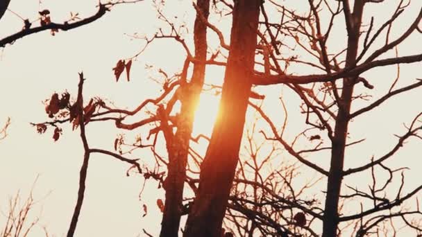 Inverno árvore nua no fundo de um pôr-do-sol de inverno baixo — Vídeo de Stock