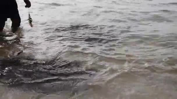 Άνθρωπος που ταΐζει φύκια στη θαλάσσια χελώνα στην ακτή — Αρχείο Βίντεο