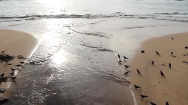 Os corvos de casa índios sentam-se na margem do rio — Vídeo de Stock