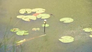 Nehrin üzerinde sağanak yağmur