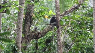 Mor Yüzlü Langur