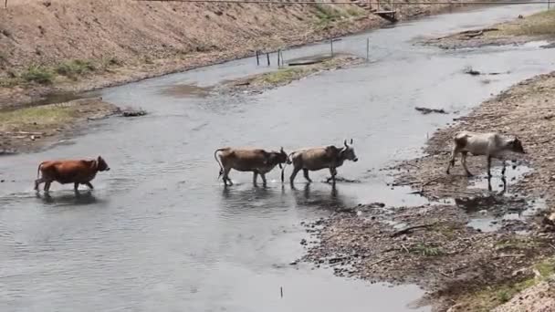 Flock av zubu boskap korsar grunt berg flod — Stockvideo