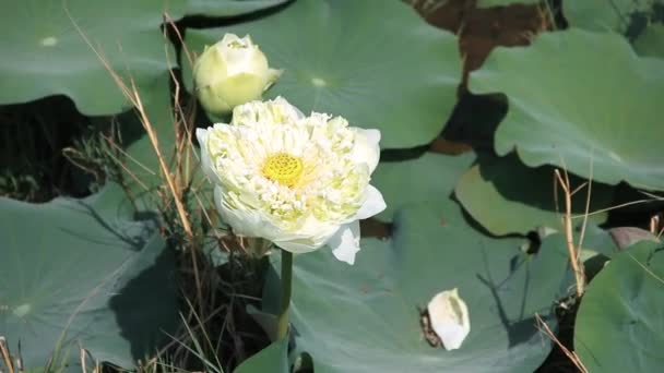 The winter lotuses withered — Stock Video