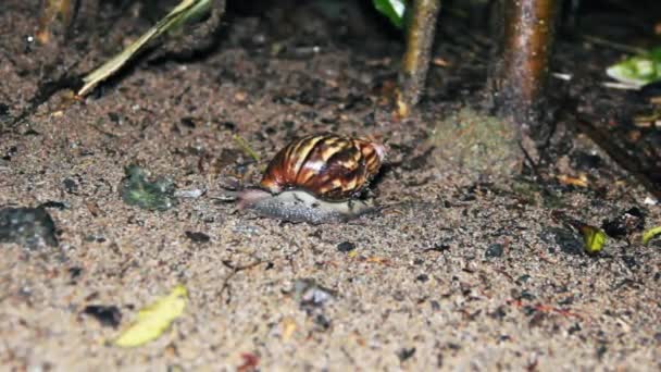 Un escargot terrestre rampant à travers le sable — Video