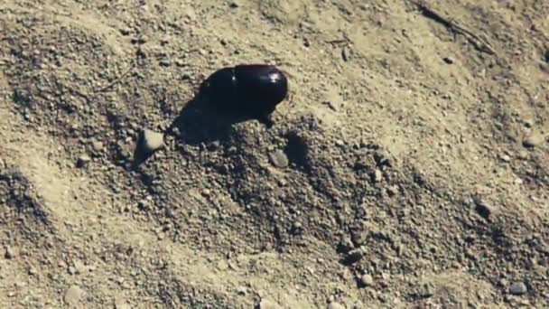 Ein Windstoß weht einen toten Käfer weg — Stockvideo