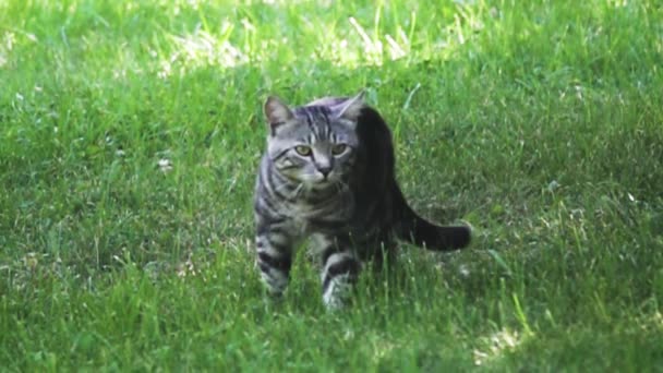 Табби-кот идет к цели — стоковое видео