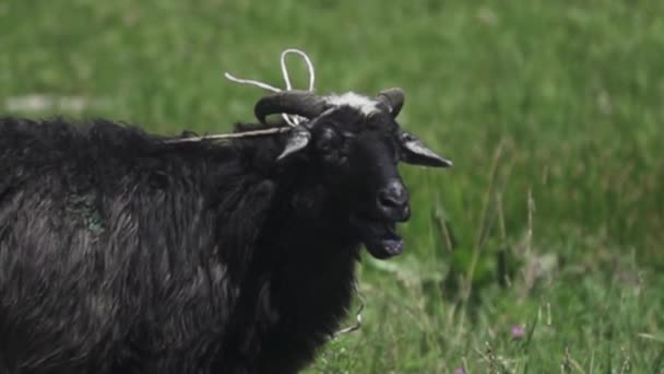 Black ram in the meadow says beeeee — Stock Video