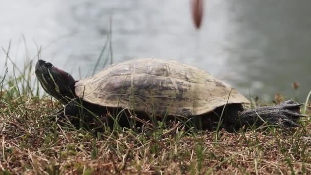Amboina Kaplumbağası (Cuora amboinensis) kıyıda — Stok video