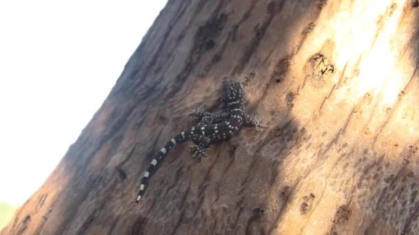 Toki Gecko de cor cinza — Vídeo de Stock