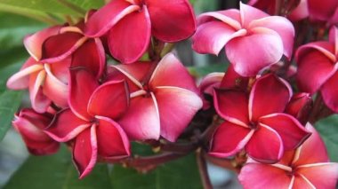 Tayland 'dan çeşitli kırmızı tesisatçılar.