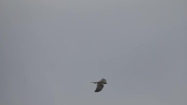 Marsh harrier uçuş