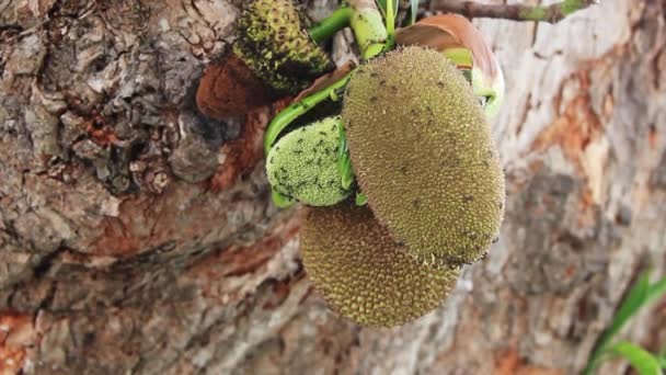 Jack fruit produces mature fruit and ovary — Stock Video