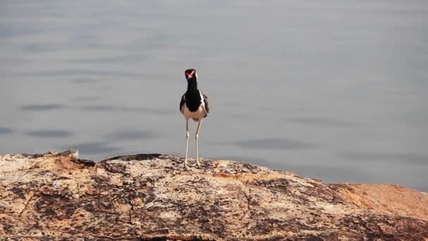 Červená wattled Čejka — Stock video