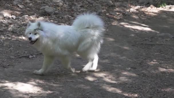 Un perro tipo Spitz blanco corre con una correa — Vídeo de stock
