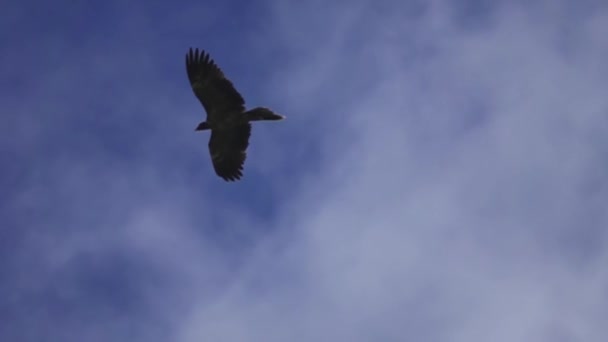Černý sup (Aegypius monachus) plánuje na modré obloze — Stock video