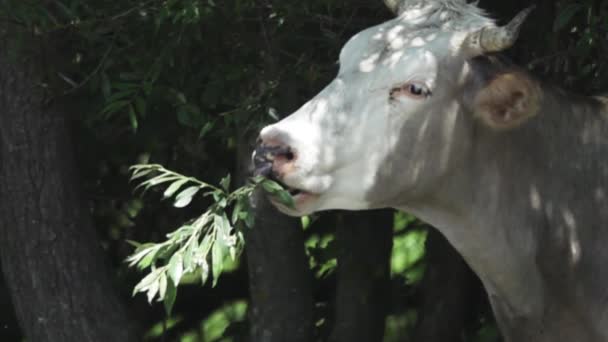 Cow eats green branches from a tree — Stock Video