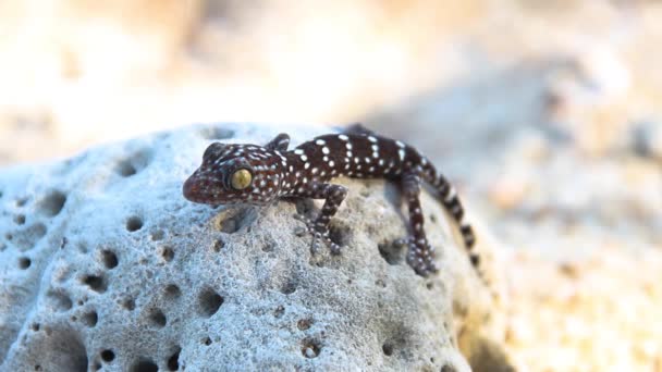 Toki Gecko de color gris — Vídeos de Stock