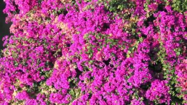 Bougainvillea leylak rengi liane çeşitleri