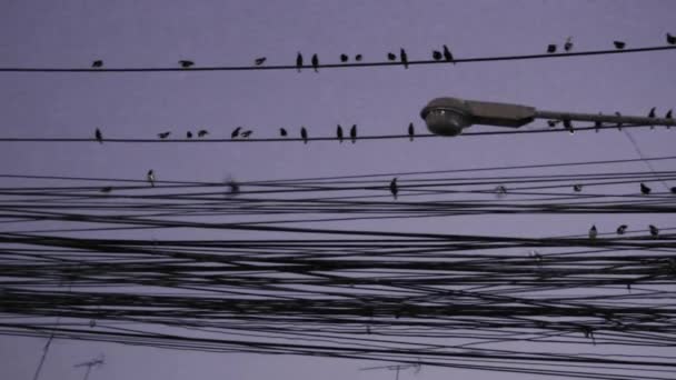 Ein Schwarm Vögel an elektrischen Leitungen — Stockvideo