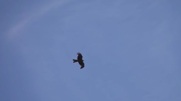 Полет красного воздушного змея — стоковое видео