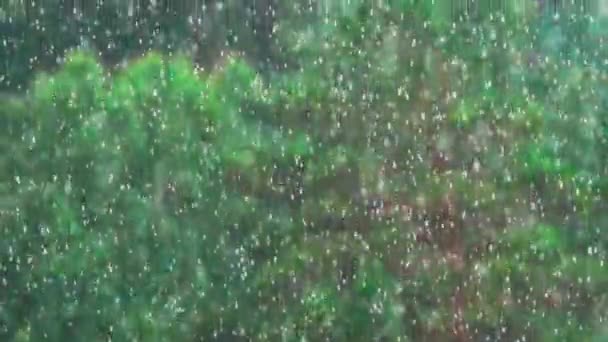 Lluvia torrencial sobre el bosque de montaña — Vídeo de stock
