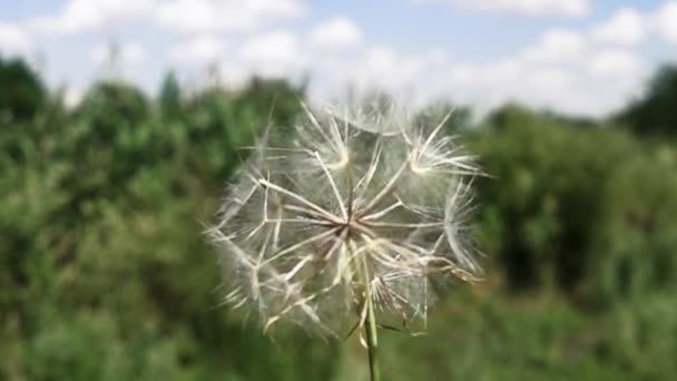 How dandelion seeds fly away after a blow — Stock Video