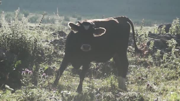 Vaca en un pasto de montaña — Vídeo de stock