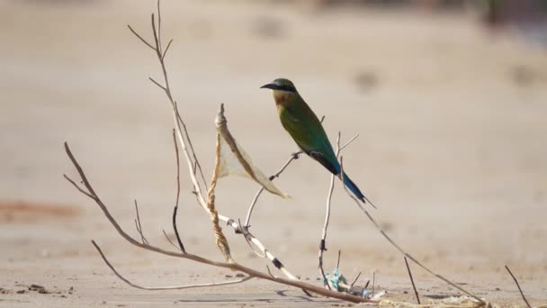 Blauwe bijeneter op het strand — Stockvideo