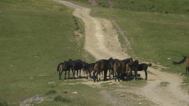 En flock halvvilda hästar i Kaukasus — Stockvideo