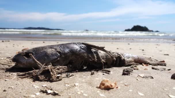 Flotsam. Silure à voile (Bagre sp.).) — Video